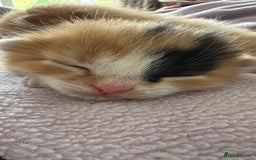 Domestic Shorthair cats for sale: 8 Beautiful kittens with stunning markings  - Image 8