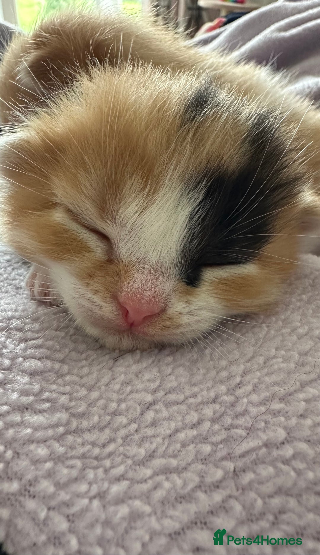 Domestic Shorthair cats for sale: 8 Beautiful kittens with stunning markings  - Image 8