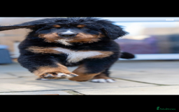 Bernedoodle dogs for sale: Bernese x poodle - Image 5