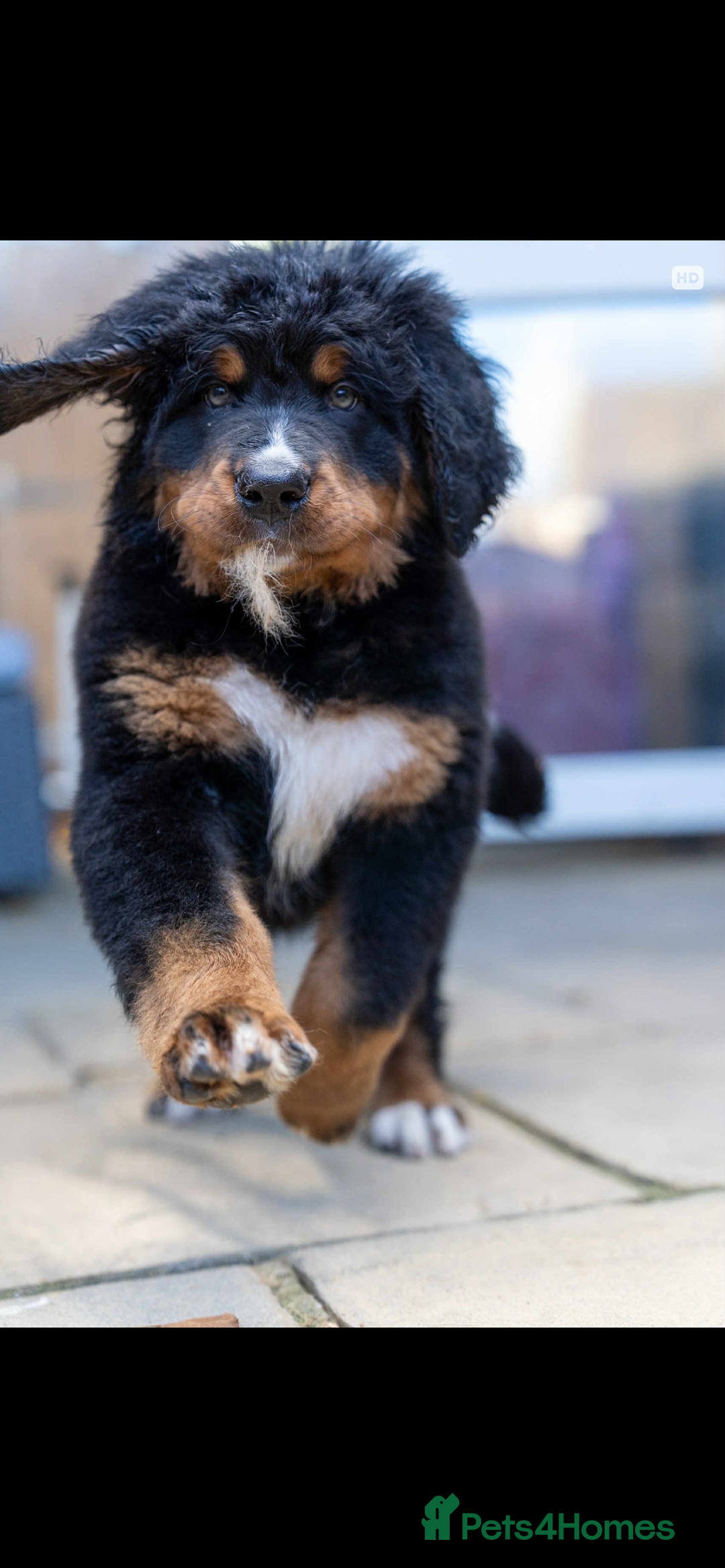 Bernedoodle dogs for sale: Bernese x poodle - Image 5