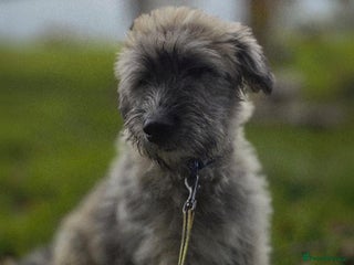 Mixed Breed dogs Linus - Advert 4