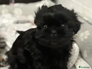 Shih Tzu dogs 💖 Imperial Shih Tzu Puppies 2 boys and 2 girls - Advert 7
