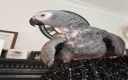 Parrots birds for sale: African grey  - Image 6