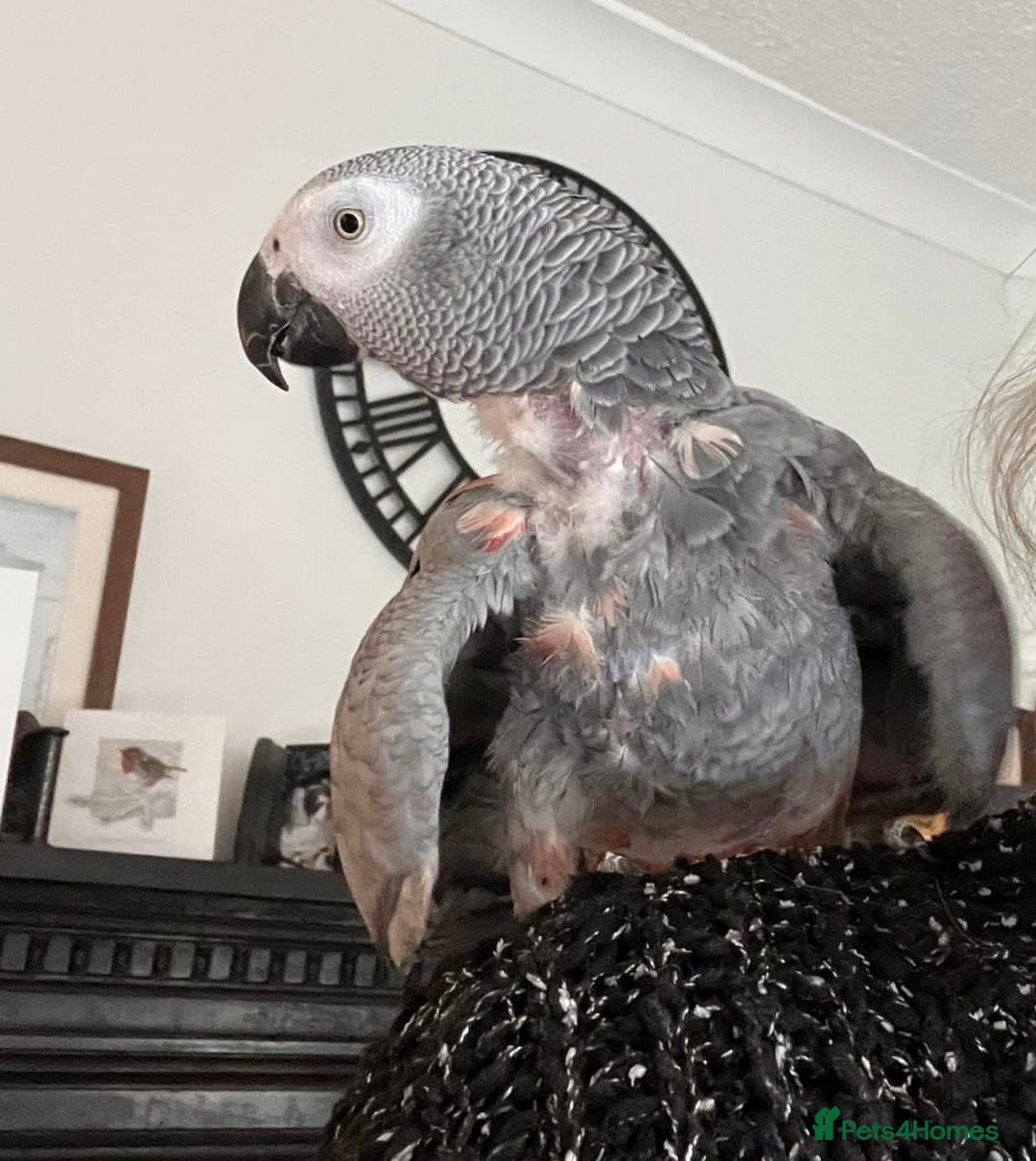 Parrots birds for sale: African grey  - Image 6