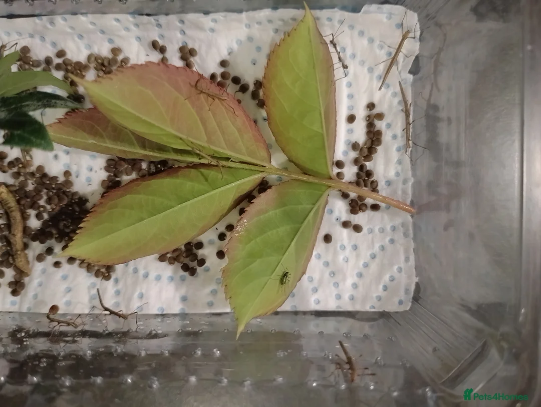 Stick Insects invertebrates for sale: Indian Stick Insects - 7 for £5 or £1 each - Advert 2