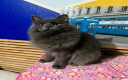 Maine Coon cats for sale: Beautiful Maine coon Mixed Kittens  🏡 - Image 8