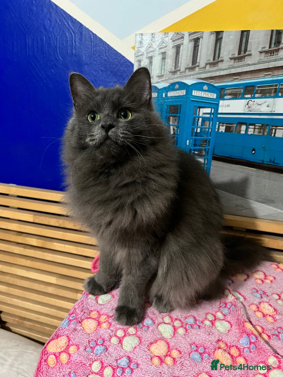 Maine Coon cats for sale: Beautiful Maine coon Mixed Kittens  🏡 - Image 8