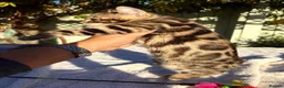 Keetso cats for sale: Superb polydactyl curled eared Keetso kittens.  - Advert 5