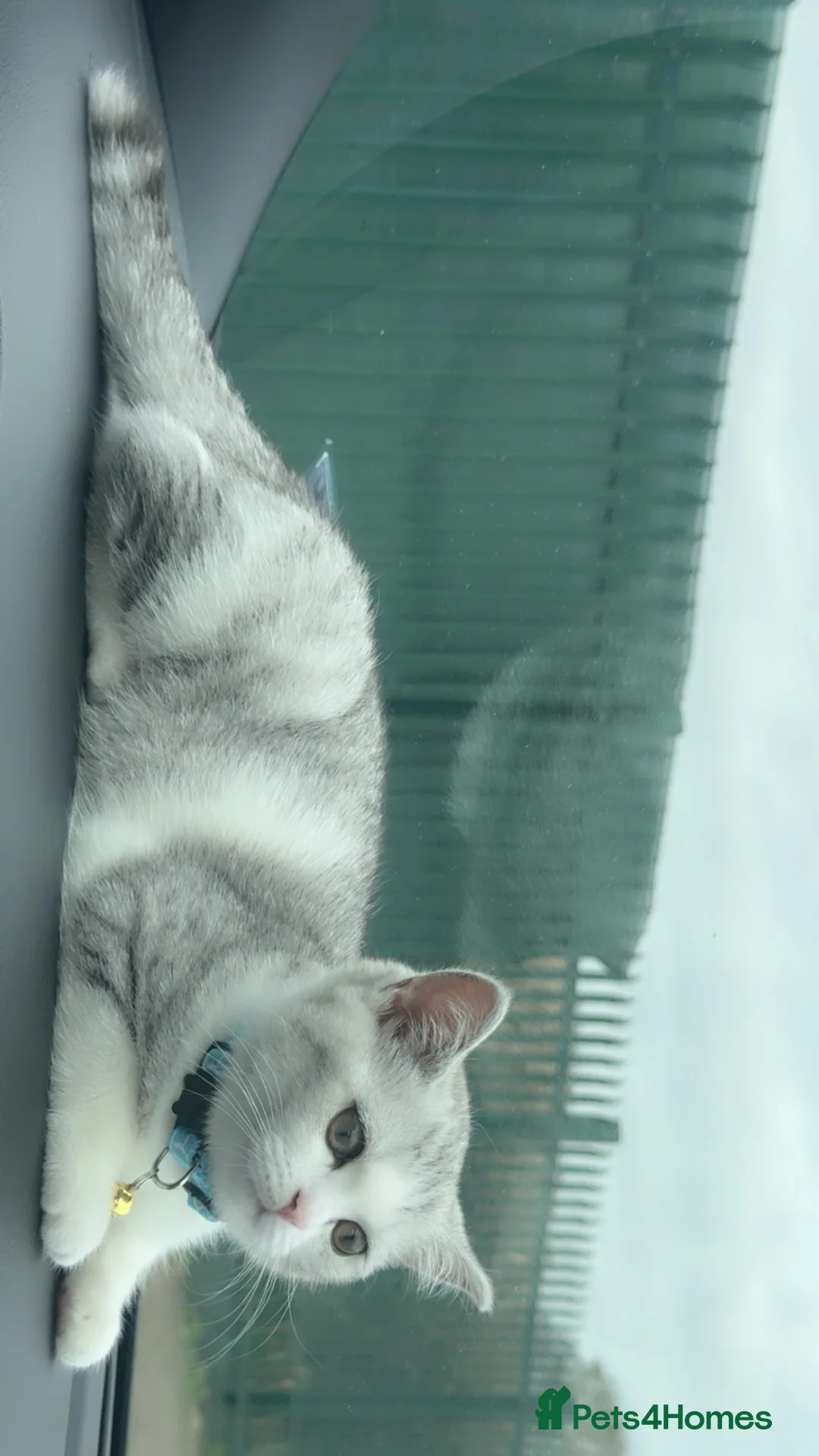 British Shorthair cats for sale: British shorthair kittens due this week. - Advert 13