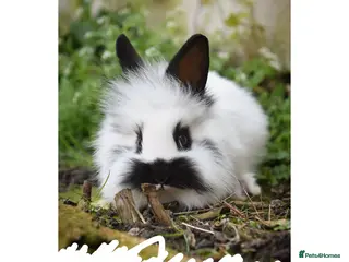 Lionhead rabbits Lionhead x English Male Looking For New Home - Advert 11