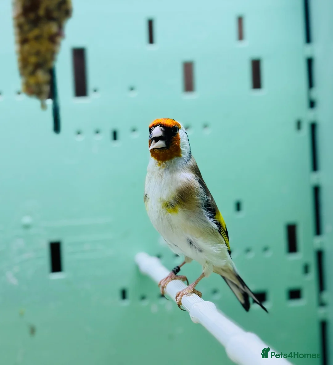 Finches birds for sale: Siberian goldfinches  - Advert 4
