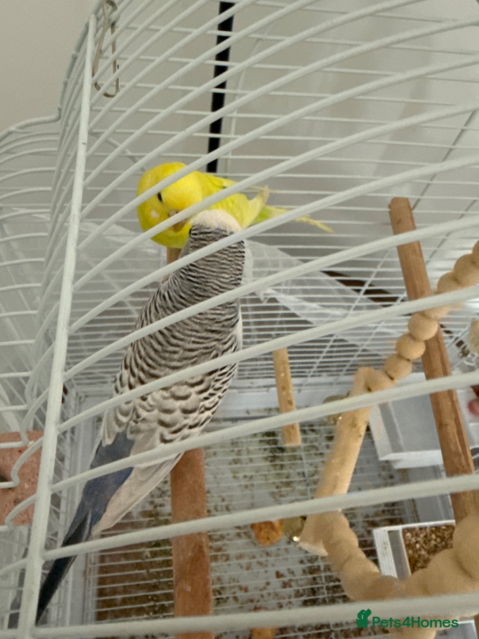Budgerigars birds Beautiful and Healthy Budgies for Sale - Advert 7