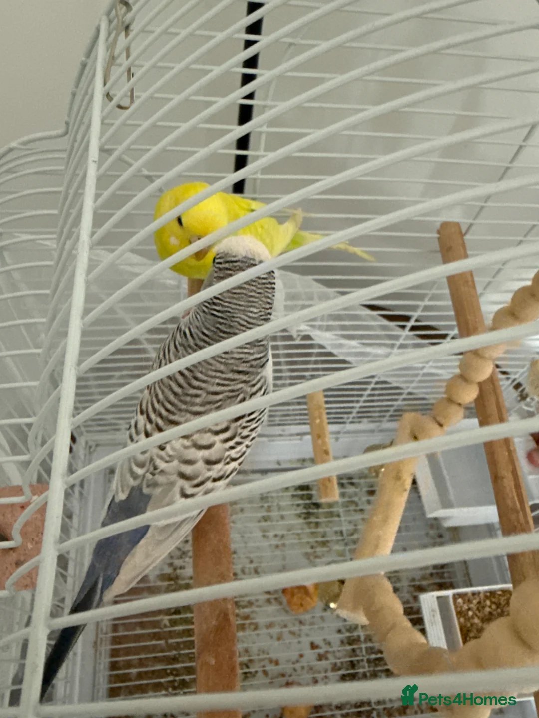 Budgerigars birds for sale: Beautiful and Healthy Budgies for Sale in Enfield - Advert 1