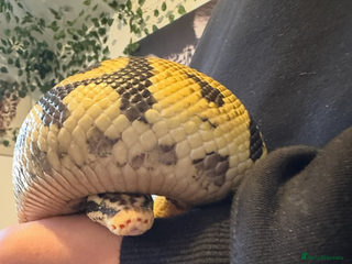 Snake reptiles in Bristol - Advert 5