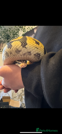Snake reptiles in Bristol - Advert 7