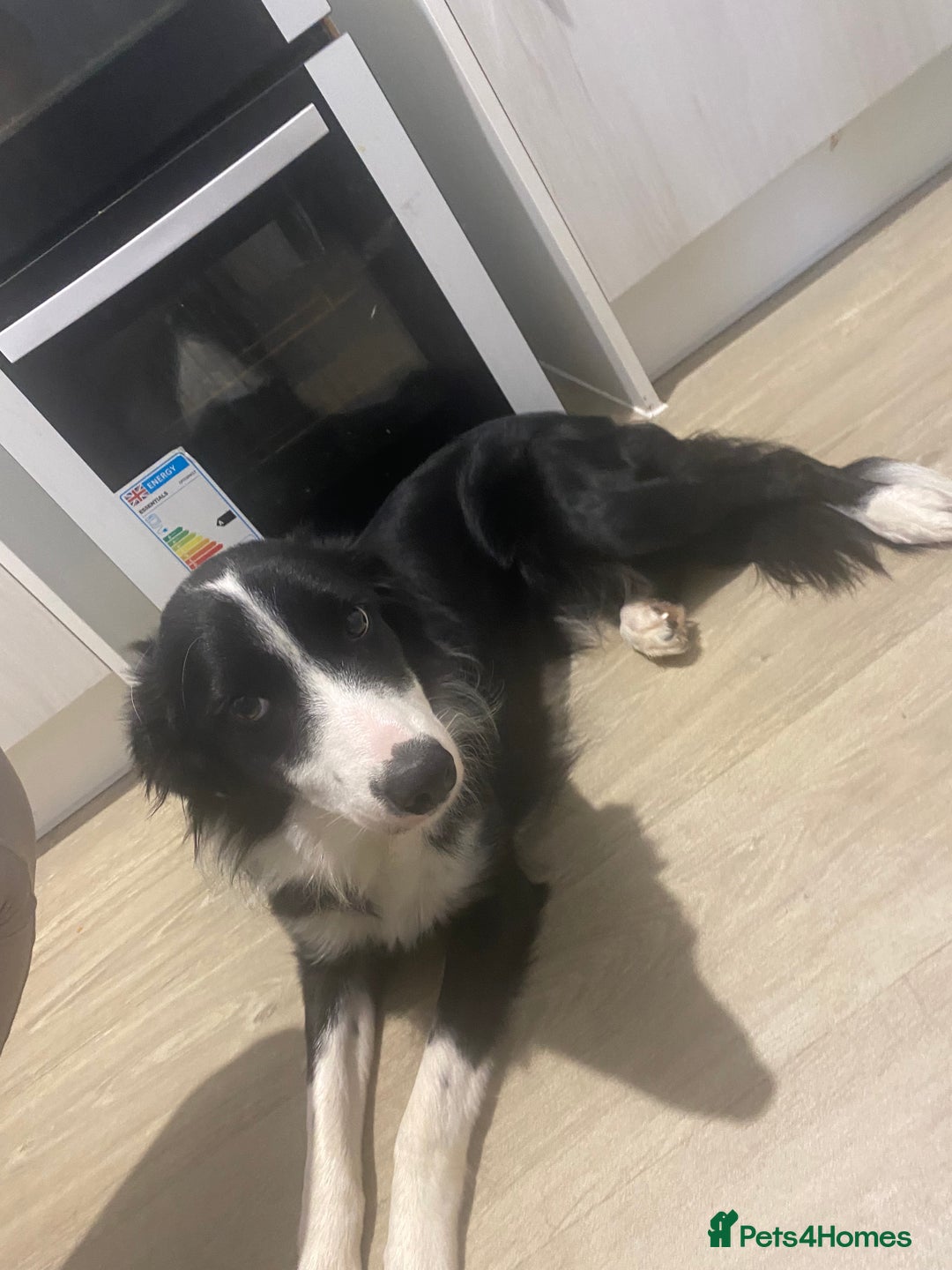 Border Collie dogs for sale: Female border collie 8 months old - Advert 1
