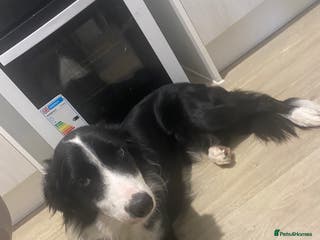 Border Collie dogs Female border collie 8 months old - Advert 1