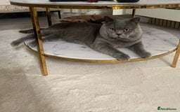 British Shorthair cats for sale: Beautiful Pure bred British shorthair kittens - Image 13