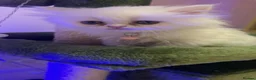 Persian cats for sale: Persian kitten🌷🌾 EXOTIC DOLL FACE PERSIAN -  - Advert 3