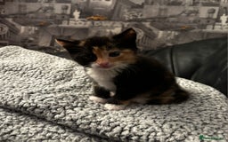 Domestic Shorthair cats for sale: Kittens For Sale - Image 5