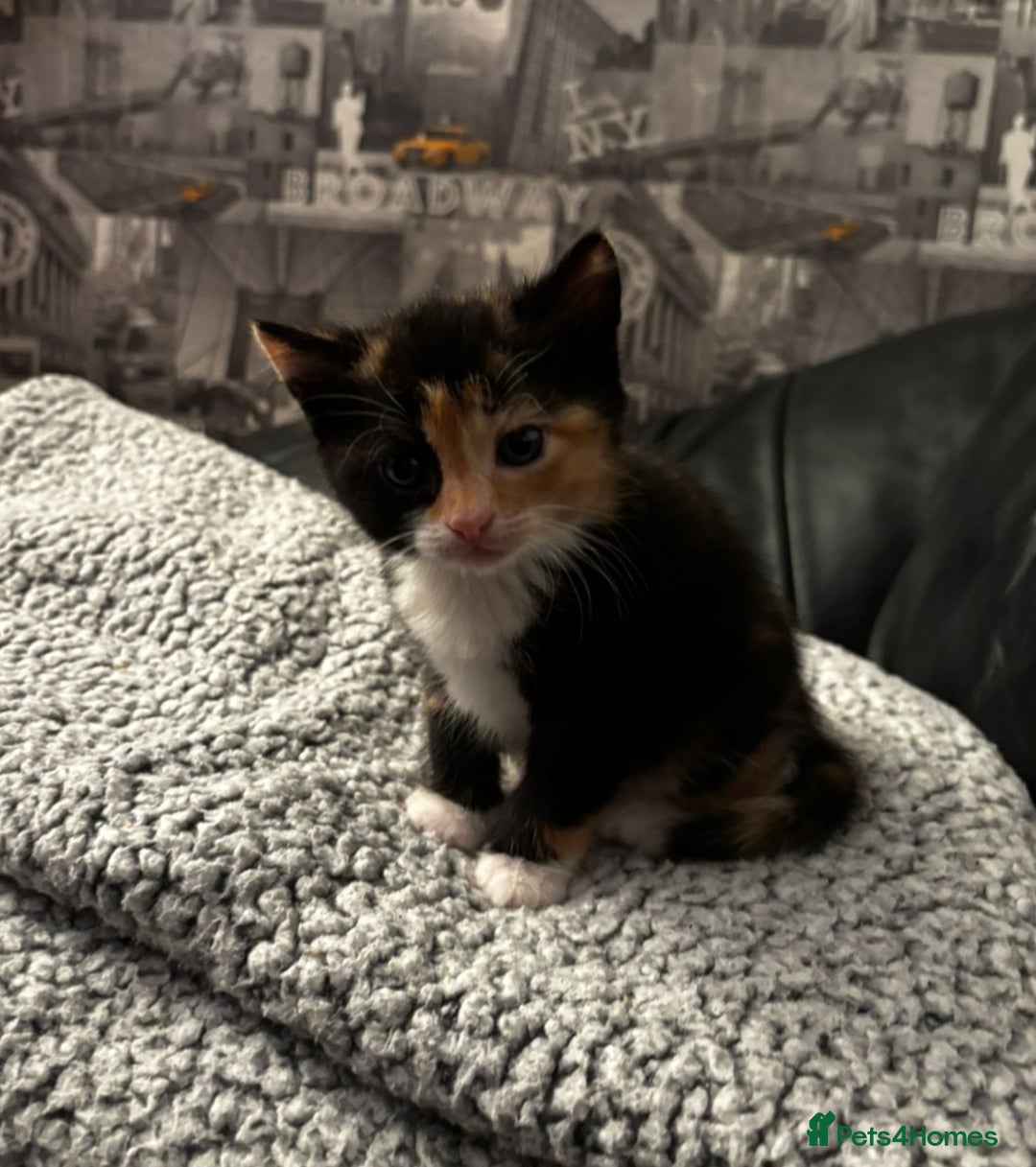 Domestic Shorthair cats for sale: Kittens For Sale - Image 5