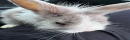 Mixed Breed rabbits for sale: Bunny rabbits  in Birmingham - Advert 5