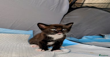 Mixed Breed cats - Advert 12