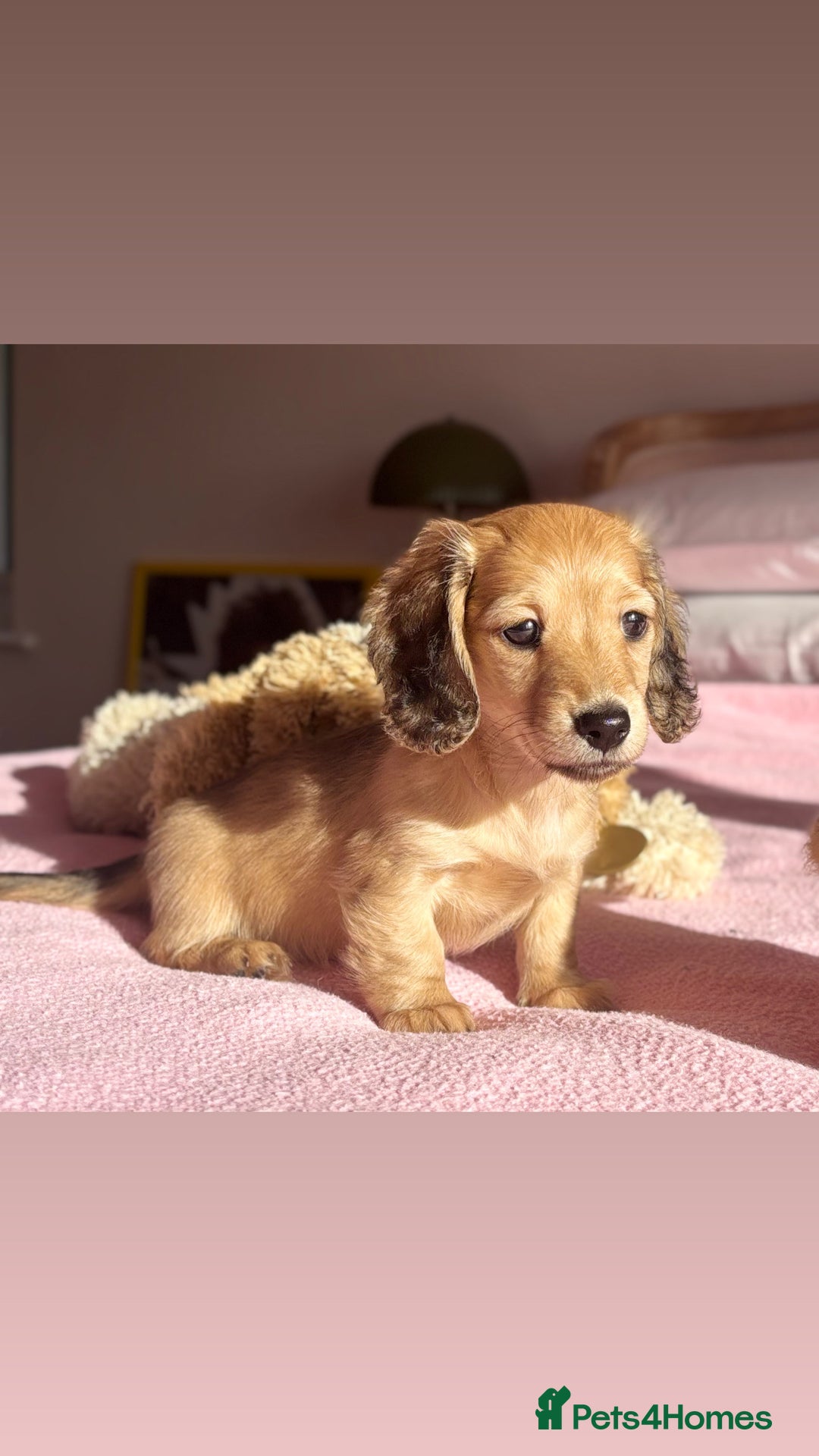 Miniature Dachshund dogs for sale: KC 🐶 Miniature Long Haired Cream Dachshund 🐶  - Advert 14