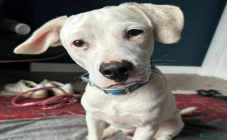 Mixed Breed dogs - Advert 1