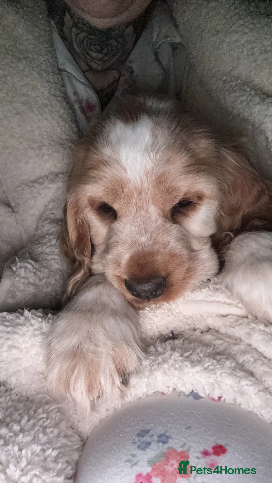 Cocker Spaniel dogs for sale: 🍋REAVAILABLE KC lemon roan show cocker - Advert 2