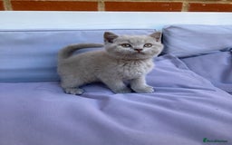 British Shorthair cats for sale: READY TO LEAVE Champion bloodline pedigree kittens - Image 31