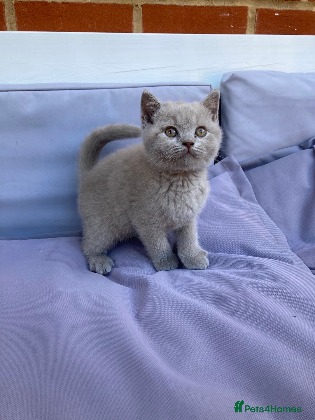British Shorthair cats for sale: READY TO LEAVE Champion bloodline pedigree kittens - Image 31