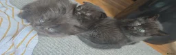 British Shorthair cats for sale: British shorthair fold kittens  - Advert 2