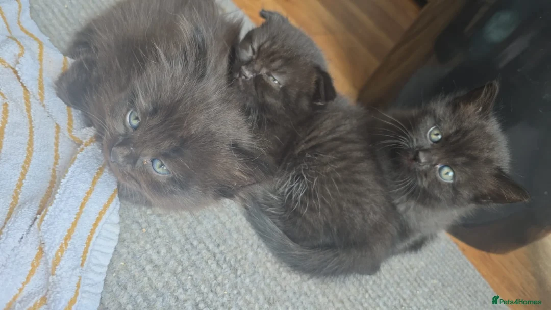 British Shorthair cats for sale: British shorthair fold kittens  - Advert 2