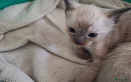 Siamese cats for sale: 3 beautiful siamese seal point kittens  - Image 6