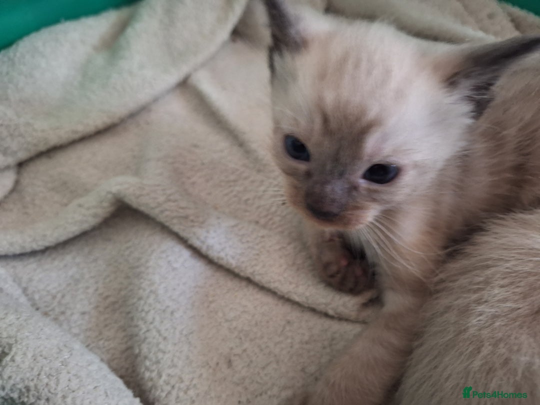 Siamese cats for sale: 3 beautiful siamese seal point kittens  - Image 6