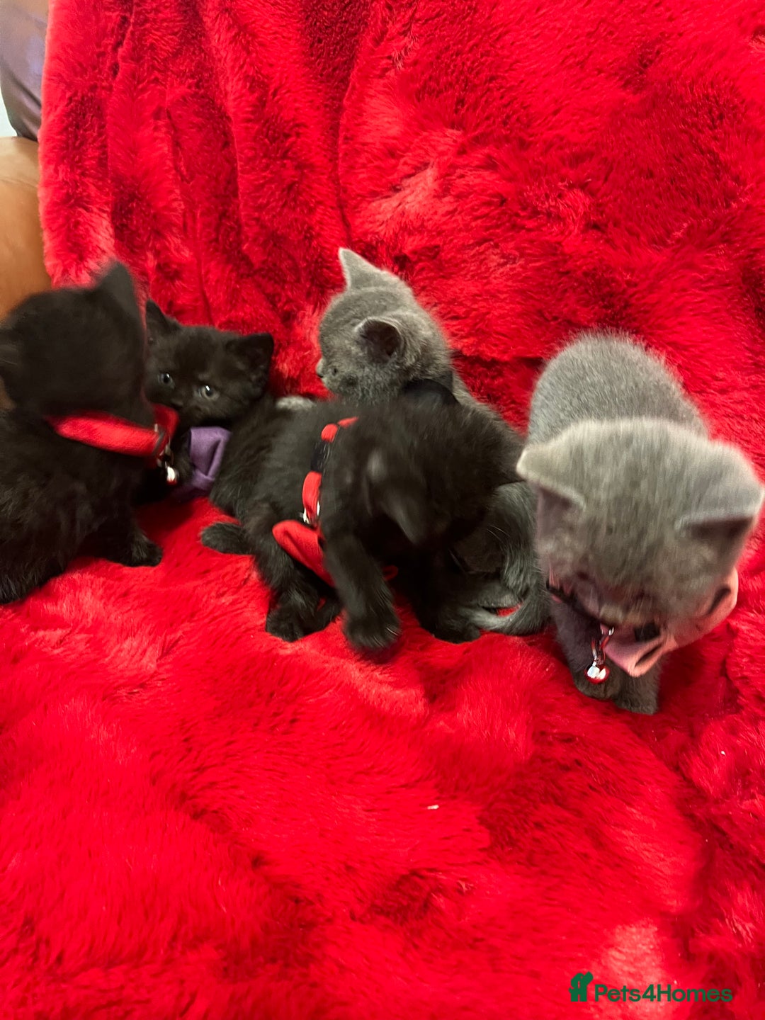 Mixed Breed cats for sale: kittens looking for a new home - Advert 15