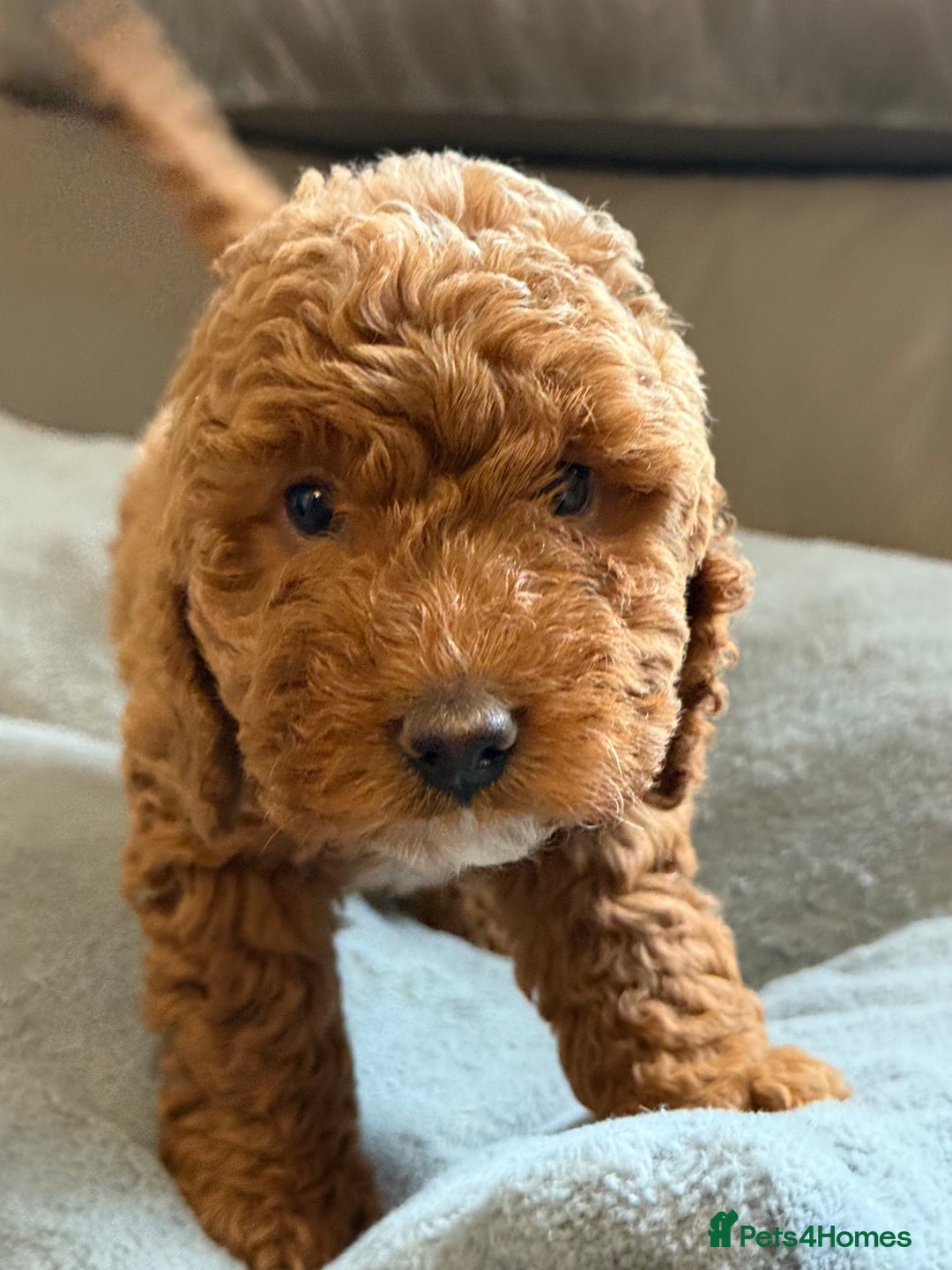 Cockapoo dogs for sale: STUNNING TOP-QUALITY COCKAPOO PUPPIES RARE COLOURS - Advert 8