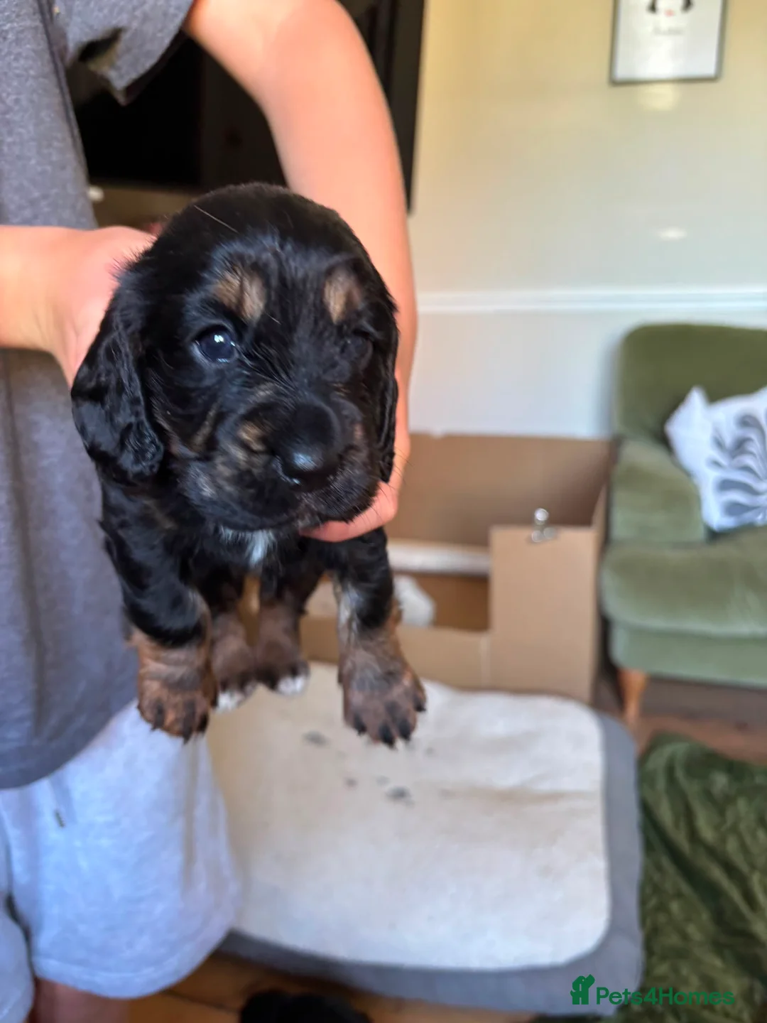 Cocker Spaniel dogs for sale: KC Reg Cocker Spaniel Puppies in Chippenham - Advert 1
