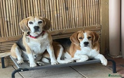 Beagle dogs for sale: Beagle Puppies - Image 6
