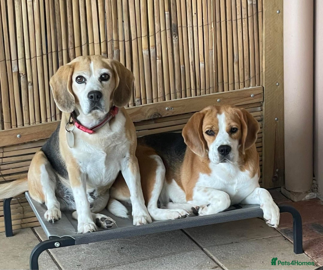 Beagle dogs for sale: Beagle Puppies - Image 6