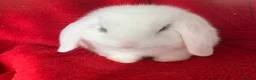 Mini Lop rabbits for sale: Beautiful Pure Mini Lop Rabbit - Advert 2