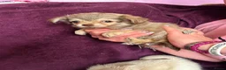 Chihuahua dogs for sale: Outstanding tiny tiny chichahua  - Advert 5