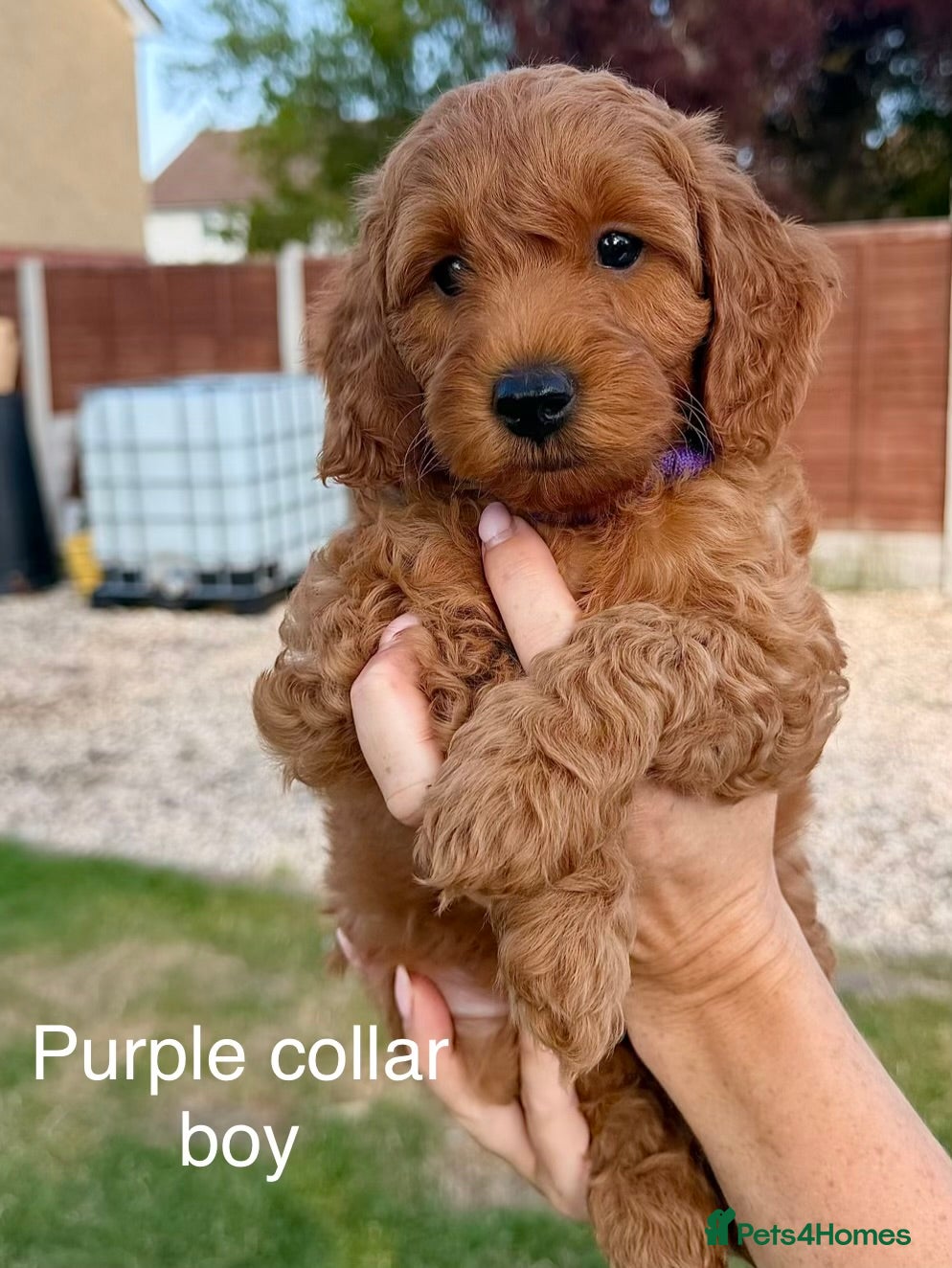 Cockapoo dogs Fully Health Tested Red & Sable F1B Cockapoos 🐶  - Advert 2