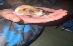 Mixed Breed cats for sale: Three kittens  - Image 3