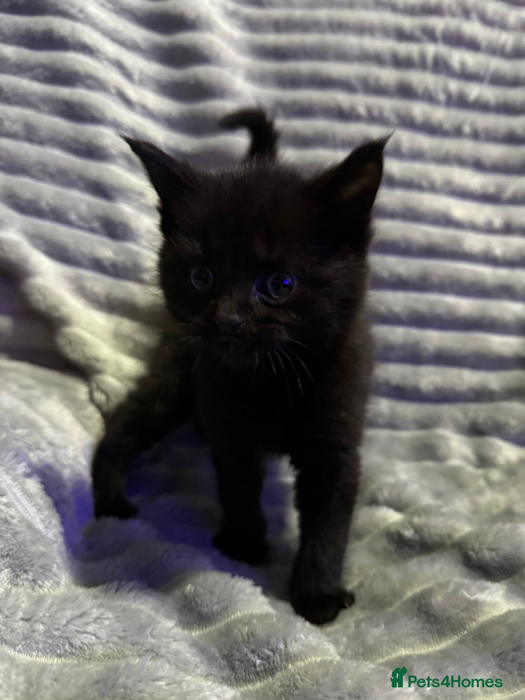 Mixed Breed cats for sale: British short hair cross Maine coon  - Advert 4