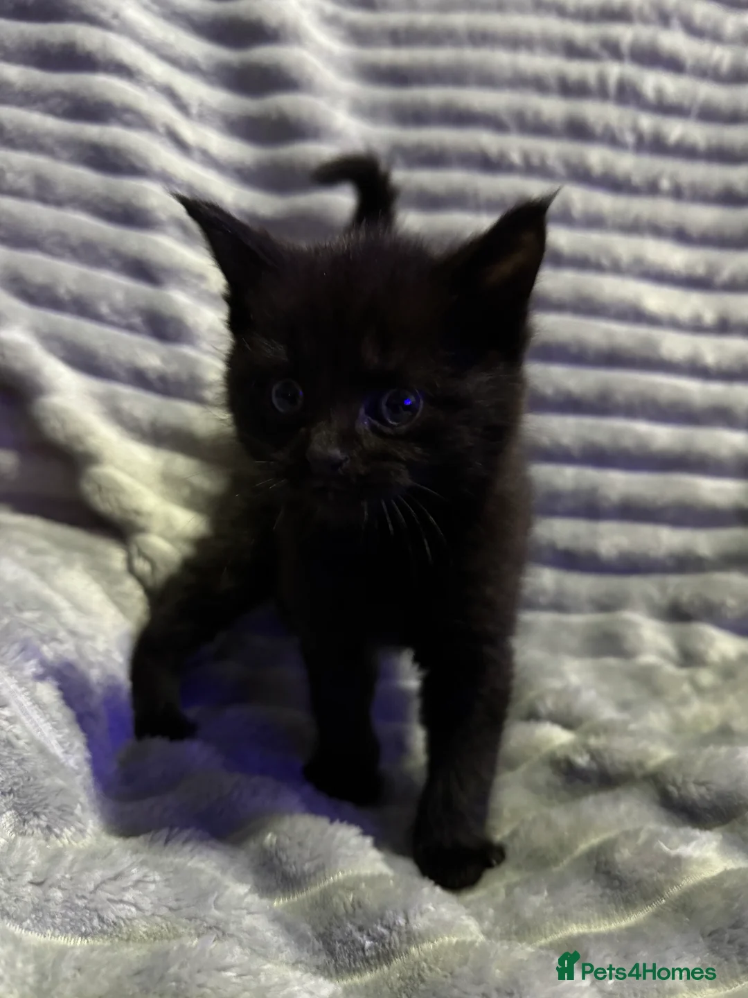 Mixed Breed cats for sale: British short hair cross Maine coon  - Advert 5