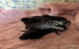 Mixed Breed cats for sale: Beautiful grey tabby kitten girl boy ragdoll cross - Image 1