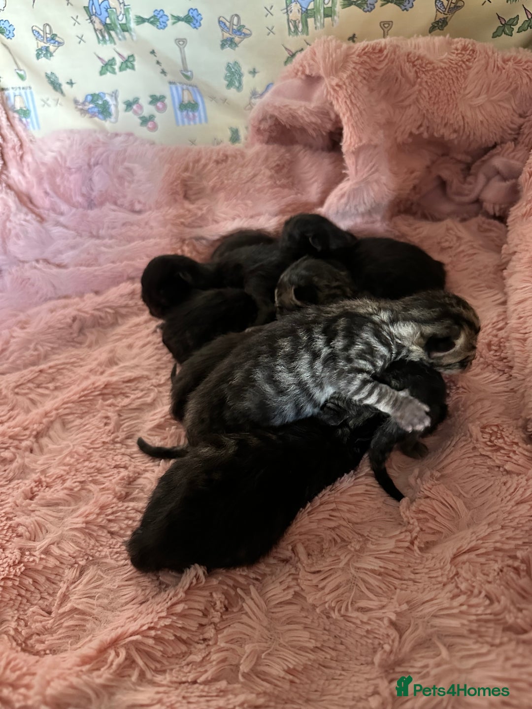 Mixed Breed cats for sale: Beautiful grey tabby kitten girl boy ragdoll cross - Image 1