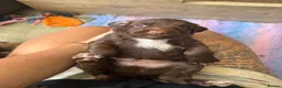 Sprocker dogs for sale: Male sprocker puppy - Advert 4